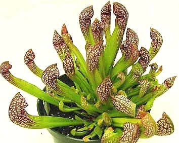 Scarlet Belle Pitcher Plant - Sarracenia -Carnivorous 