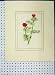 C1896 Hand Coloured Pheasant'S Eye Flower Red Plant