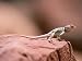 Collared Lizard, Crotaphytus Bicinctores Photographic Poster Print by Amy & Ch Wiley/...