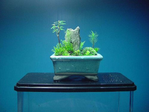 ミニ苔盆景 迷你苔藓盆景,代购日本,国外代购,日