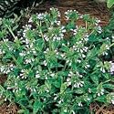 Flowering Plants - Pulmonaria Roy Davidson