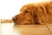 Sleeping Dog - 18