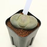 多肉植物:メセン プレイオスピロス帝玉 ネリー*