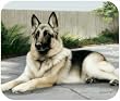 German Shepherd On Porch Dog Puppy Mouse Pad MousePad