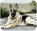 German Shepherd On Porch Dog Puppy Mouse Pad MousePad