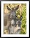 Mother and Baby Donkeys on Salt Cay Island, Turks and Caicos, Caribbean Framed Art Poster Print by Walter Bibikow, 31x39