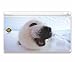 Cute Seal Baby - Official Hanadeka Club Animal Decorative Protector Skin Decal Sticke...