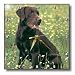 Dogs Labrador Retriever - Chocolate Labrador Retriever - Wall Clocks