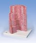Digestive System Model - 20-Times Magnified