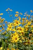 12 Bunches of Yellow Asters (Solidago)