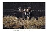 IMAGE OF Autumn Foraging Beautiful MUSEUM WRAP CANVAS Print with Added BRUSHSTROKES Ron Parker 36x24
