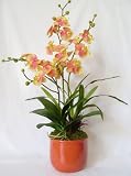 ScentedSilks - Spotted Phalaenopsis