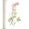 Perrin Ltd Ed 1914 Flowering Plant THE MUSK MALLOW