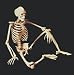 National Teaching Aids T-019 Skeleton Model