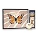 Volvik Crystal Golf Balls with Butterfly Logo - Dozen