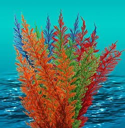 Buy Natures Image Aqua Fern Rainbow Color Medium 6 in Aquarium Plant
