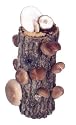 9-10" Shiitake Mushroom Log