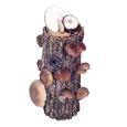 9-10" Shiitake Mushroom Log
