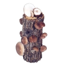9-10" Shiitake Mushroom Log