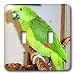 Birds - Yellow Nape Parrot - Light Switch Covers - double toggle switch