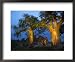 Baobab Trees at Twilight, Tuli Lodge, Botswana Framed Art Poster Print by Roger De La...