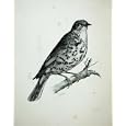 1909 THE MISTLE THRUSH TURDUS VISCIVORUS ADULT MALE
