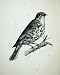 1909 The Mistle Thrush Turdus Viscivorus Adult Male