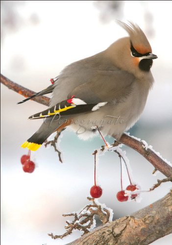 Bohemian Waxwing Christmas Cards