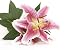 Pink Lily - 24
