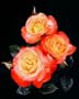 Chihuly (Rosa Floribunda) - Bare Root Rose
