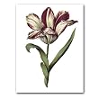 genus Tulipa 12 - 5" x 7" Museum Quality Greeting Card