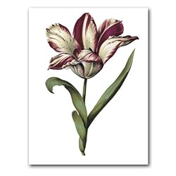 genus Tulipa 12 - 5" x 7" Museum Quality Greeting Card