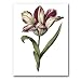 genus Tulipa 12 - 5" x 7" Museum Quality Greeting Card