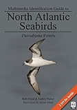 Multimedia identification guide to North Atlantic seabirds : Pterodroma petrels