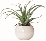 かわいいまあるい光触媒インテリアグリーン　エアプランツ