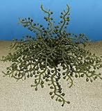 Natures Image No. 126ASea Grapes Green Blue 8.5 in x 7 in x 1.75 in Coral Reproduction
