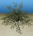 Natures Image No. 126ASea Grapes Green Blue 8.5 in x 7 in x 1.75 in Coral Reproduction