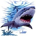 Shark Youth Sweatshirt