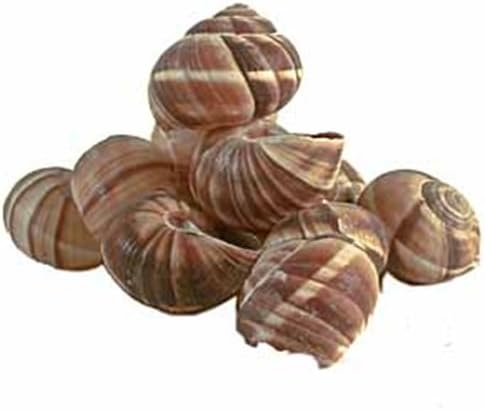 Escargot (Snail) Shells - Essential Pantry