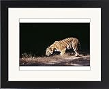 IMAGE OF Framed Prints of Bengal Tiger, Panthera tigris, male, Bandavgarh National Park, India from David Tipling