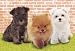 �p�Y���̒B�l 450�s�[�X �ӂ�ӂ�� 08-532