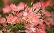 Coral Floral Carpet Rose Two Gallon by Monrovia Growers
