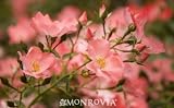Coral Floral Carpet Rose Two Gallon by Monrovia Growers