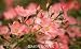 Coral Floral Carpet Rose Two Gallon by Monrovia Growers