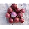 Onion Red Amposta Seed 200 Seeds