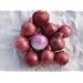 Onion Red Amposta Seed 200 Seeds