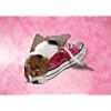 Haustiere/Domestic Animals - Posters Dog In Pink Shoe