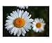 White Daisy 01 Botanical Poster Print by Tracy L. Good, 10x8