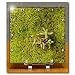 Stonecrop (Sedum album) growing on a moss-covered stone - 6x6 Desk Clock