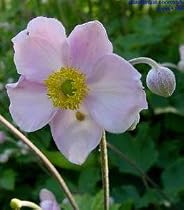 Japanese Anemone Hupehensis